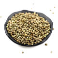 Plastic industrial hemp seed Natural growth